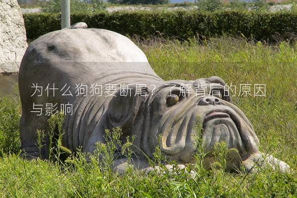 為什么狗狗要斷尾？了解背后的原因與影響