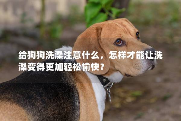 給狗狗洗澡注意什么，怎樣才能讓洗澡變得更加輕松愉快？