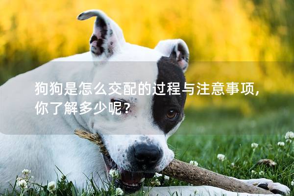 狗狗是怎么交配的過程與注意事項,你了解多少呢？
