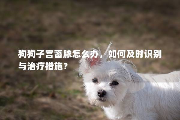狗狗子宮蓄膿怎么辦，如何及時識別與治療措施？