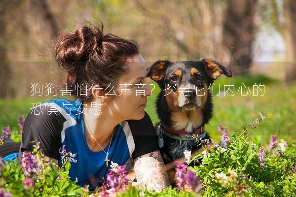 狗狗害怕什么聲音？探尋它們內心的恐懼與安慰