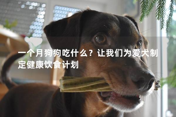 一個月狗狗吃什么？讓我們?yōu)閻廴贫ń】碉嬍秤?jì)劃