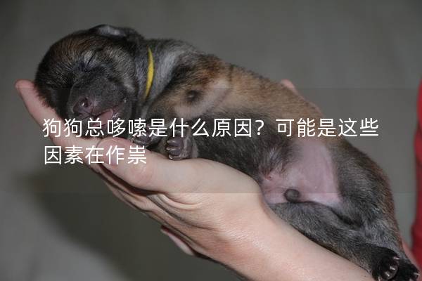 狗狗總哆嗦是什么原因？可能是這些因素在作祟