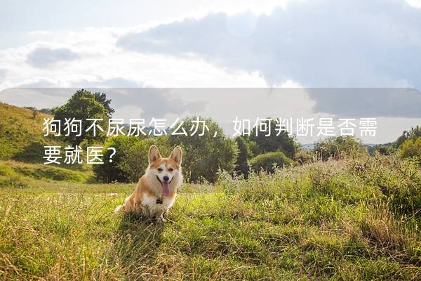 狗狗不尿尿怎么辦，如何判斷是否需要就醫？