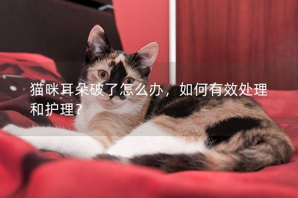 貓咪耳朵破了怎么辦，如何有效處理和護理？