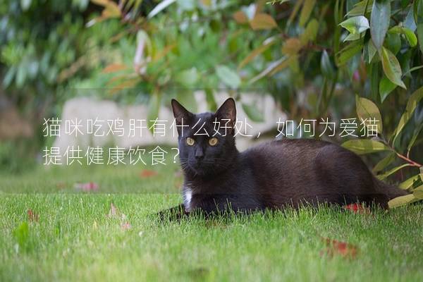 貓咪吃雞肝有什么好處，如何為愛(ài)貓?zhí)峁┙】碉嬍常?></em><p>貓咪吃雞肝有什么好處，如何為愛(ài)貓?zhí)峁┙】碉嬍常?/p><span>2024-12-19</span></a></li><li><a title=