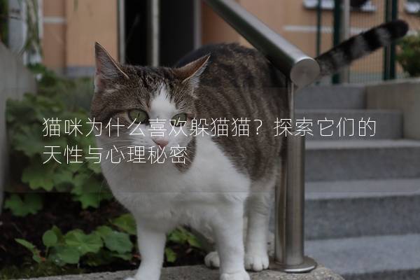 貓咪為什么喜歡躲貓貓？探索它們的天性與心理秘密