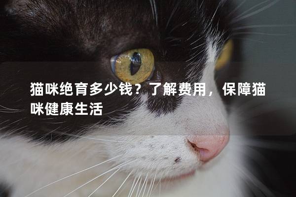 貓咪絕育多少錢？了解費用，保障貓咪健康生活