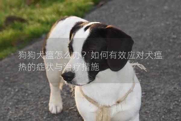 狗狗犬瘟怎么辦？如何有效應對犬瘟熱的癥狀與治療措施