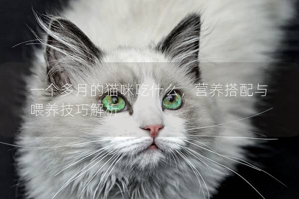一個多月的貓咪吃什么，營養搭配與喂養技巧解析