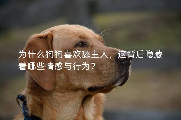 為什么狗狗喜歡舔主人，這背后隱藏著哪些情感與行為？