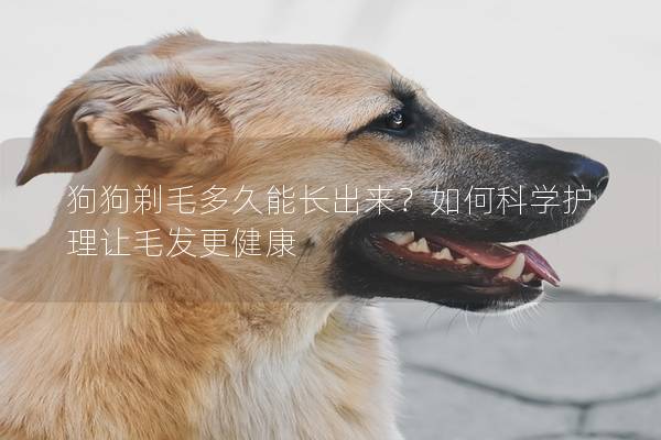 狗狗剃毛多久能長出來？如何科學護理讓毛發(fā)更健康