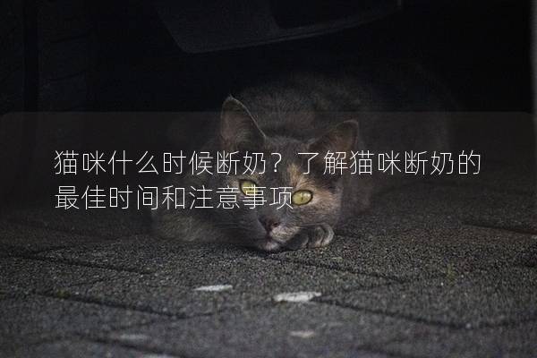 貓咪什么時(shí)候斷奶？了解貓咪斷奶的最佳時(shí)間和注意事項(xiàng)