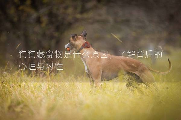 狗狗藏食物是什么原因，了解背后的心理與習(xí)性