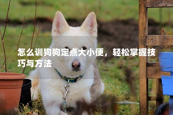 怎么訓狗狗定點大小便，輕松掌握技巧與方法