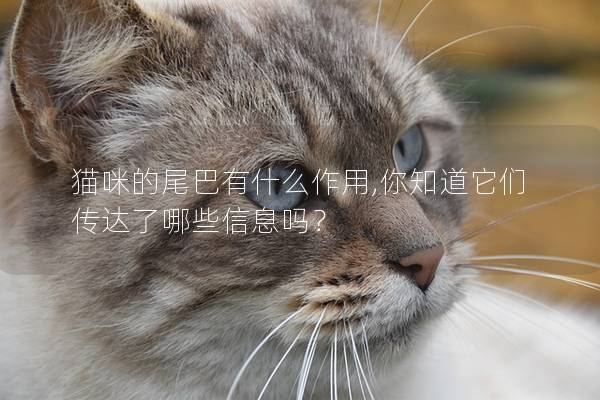 貓咪的尾巴有什么作用,你知道它們傳達了哪些信息嗎？