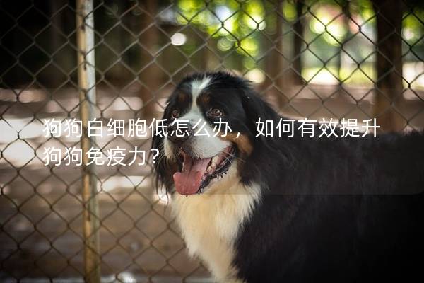 狗狗白細胞低怎么辦，如何有效提升狗狗免疫力？