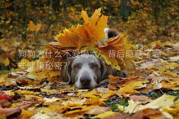 狗狗為什么不愛喝水，背后隱藏了哪些健康秘密？