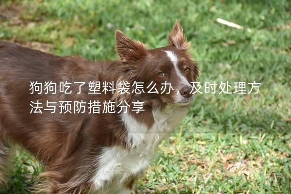 狗狗吃了塑料袋怎么辦，及時(shí)處理方法與預(yù)防措施分享