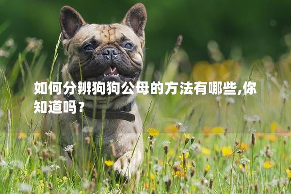 如何分辨狗狗公母的方法有哪些,你知道嗎? 如何分辨狗狗公母的方法有哪些,你知道嗎?
