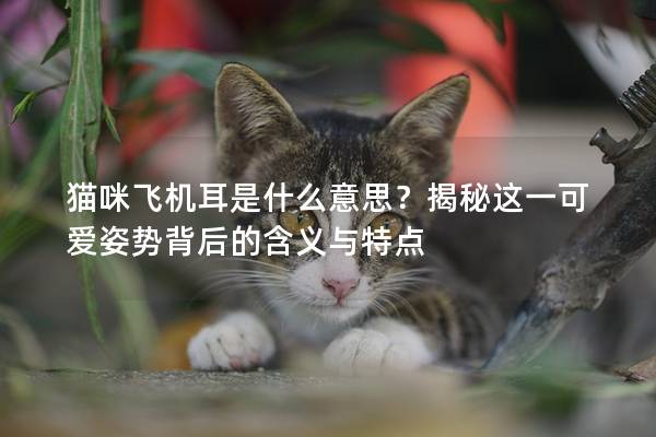 貓咪飛機耳是什么意思？揭秘這一可愛姿勢背后的含義與特點