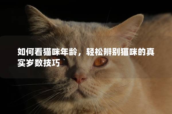 如何看貓咪年齡，輕松辨別貓咪的真實(shí)歲數(shù)技巧