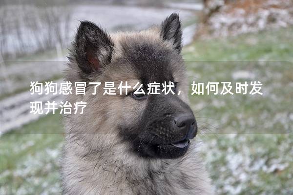 狗狗感冒了是什么癥狀，如何及時發現并治療