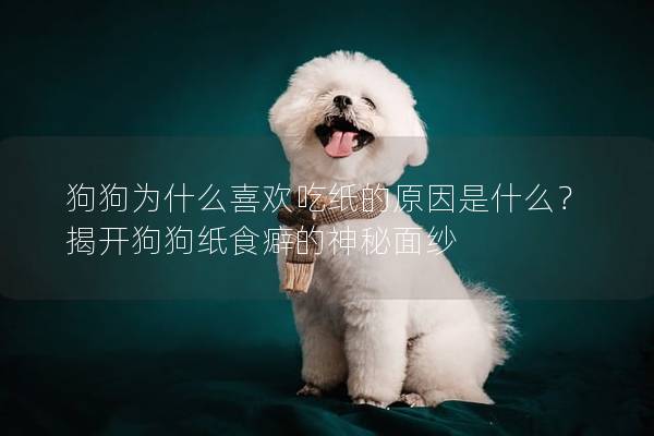 狗狗為什么喜歡吃紙的原因是什么？揭開狗狗紙食癖的神秘面紗