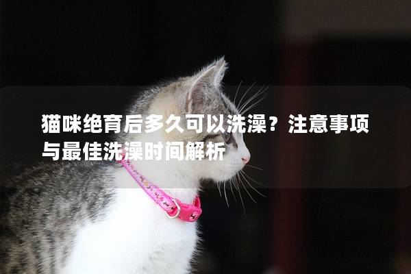 貓咪絕育后多久可以洗澡？注意事項與最佳洗澡時間解析