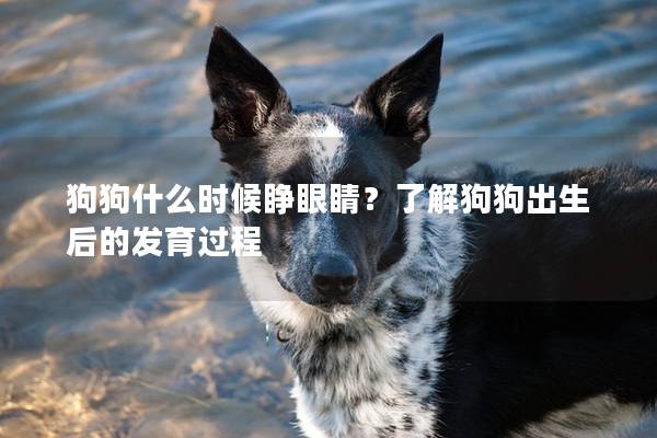狗狗什么時候睜眼睛？了解狗狗出生后的發(fā)育過程
