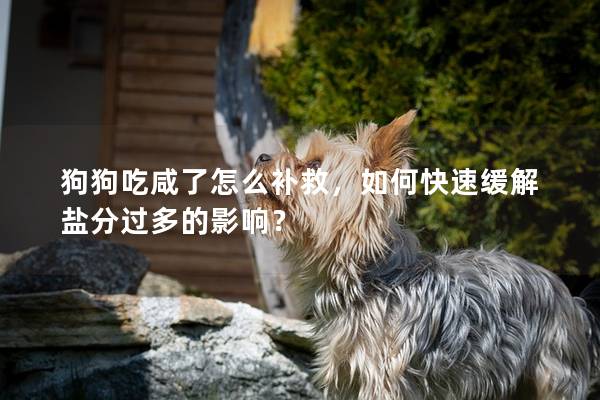 狗狗吃咸了怎么補(bǔ)救，如何快速緩解鹽分過多的影響？