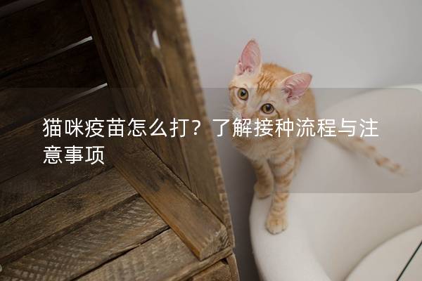 貓咪疫苗怎么打？了解接種流程與注意事項(xiàng)