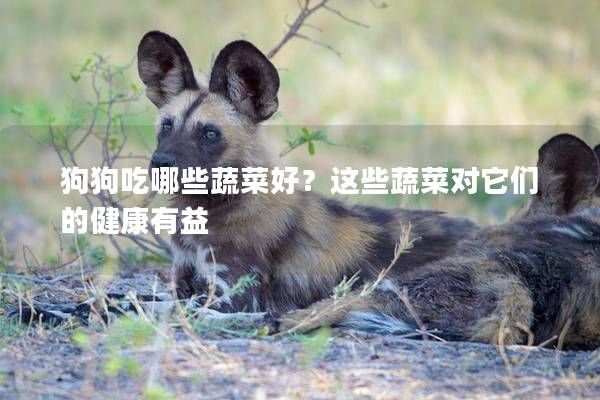 狗狗吃哪些蔬菜好?這些蔬菜對它們的健康有益 狗狗吃哪些蔬菜好?這些蔬菜對它們的健康有益