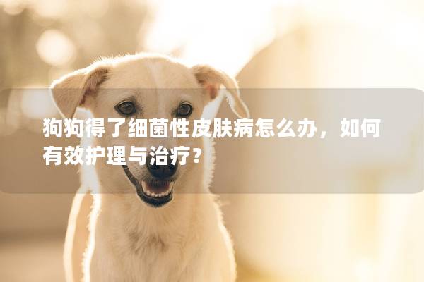 狗狗得了細(xì)菌性皮膚病怎么辦,如何有效護(hù)理與治療? 狗狗得了細(xì)菌性皮膚病怎么辦,如何有效護(hù)理與治療?