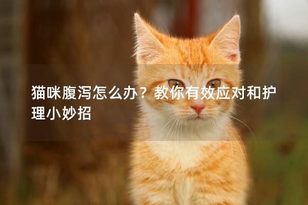 貓咪腹瀉怎么辦？教你有效應(yīng)對和護(hù)理小妙招