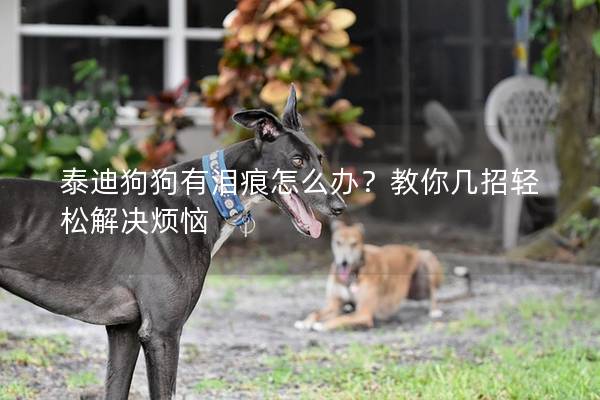泰迪狗狗有淚痕怎么辦？教你幾招輕松解決煩惱
