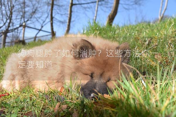 狗狗腿腫了如何消腫？這些方法你一定要知道