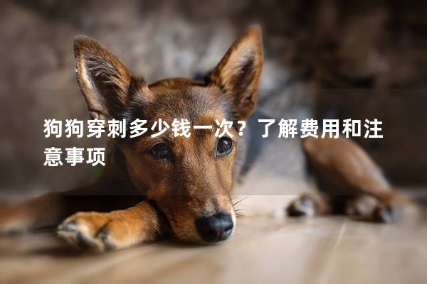 狗狗穿刺多少錢一次？了解費用和注意事項
