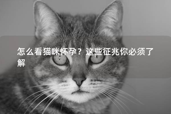 怎么看貓咪懷孕？這些征兆你必須了解