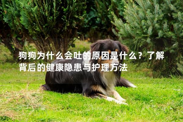 狗狗為什么會吐的原因是什么？了解背后的健康隱患與護理方法