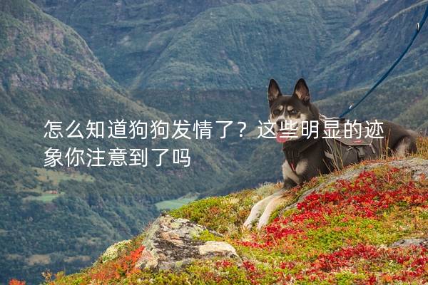 怎么知道狗狗發情了？這些明顯的跡象你注意到了嗎