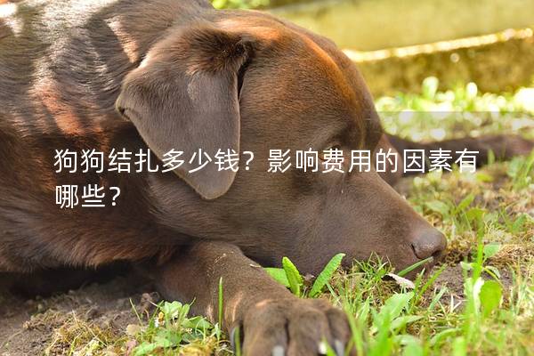 狗狗結(jié)扎多少錢(qián)？影響費(fèi)用的因素有哪些？