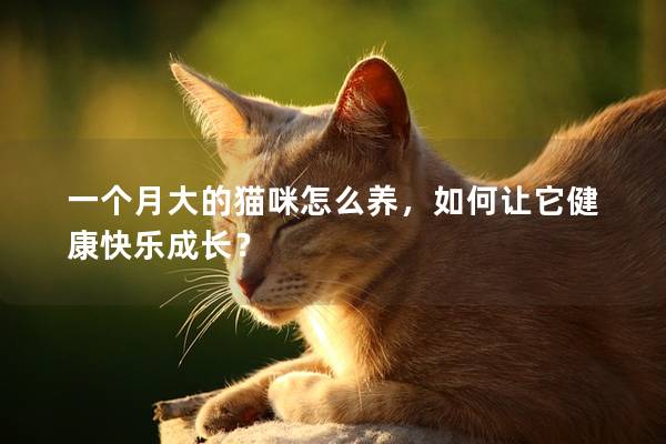 一個(gè)月大的貓咪怎么養(yǎng)，如何讓它健康快樂成長(zhǎng)？