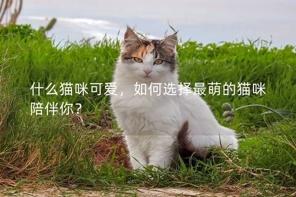 什么貓咪可愛，如何選擇最萌的貓咪陪伴你？
