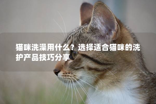 貓咪洗澡用什么？選擇適合貓咪的洗護產品技巧分享