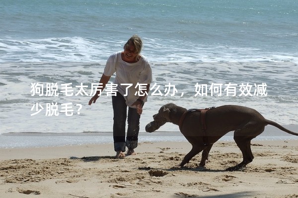 狗脫毛太厲害了怎么辦，如何有效減少脫毛？