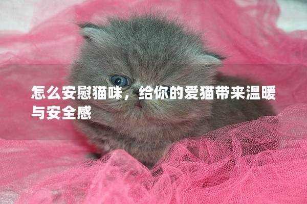 怎么安慰貓咪，給你的愛貓帶來溫暖與安全感