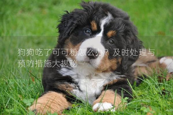 狗狗吃了可可粉怎么辦？及時處理與預防措施大揭秘