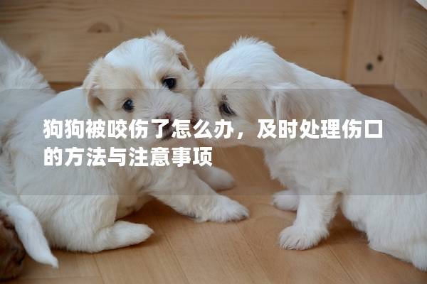 狗狗被咬傷了怎么辦，及時處理傷口的方法與注意事項