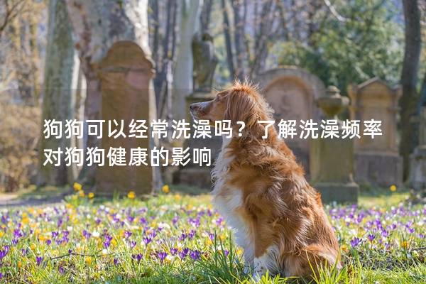 狗狗可以經(jīng)常洗澡嗎？了解洗澡頻率對狗狗健康的影響